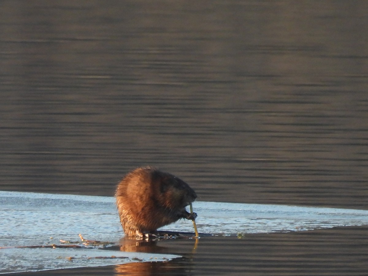 Muskrat - ML646198395