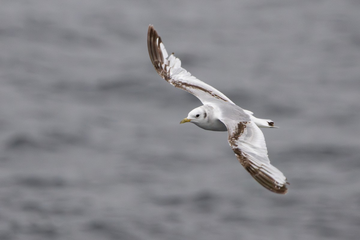 Kara Ayaklı Martı (tridactyla) - ML646198397