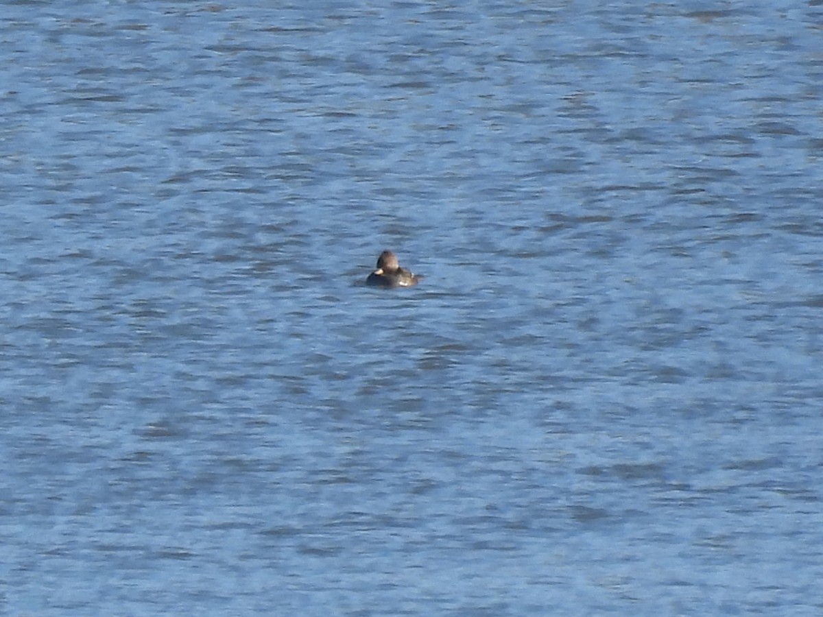 Hooded Merganser - ML646198404