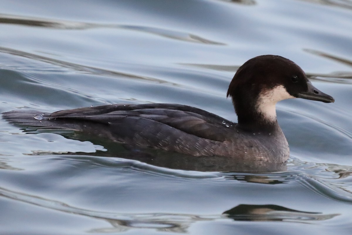 מרגון גמדי - ML646198407