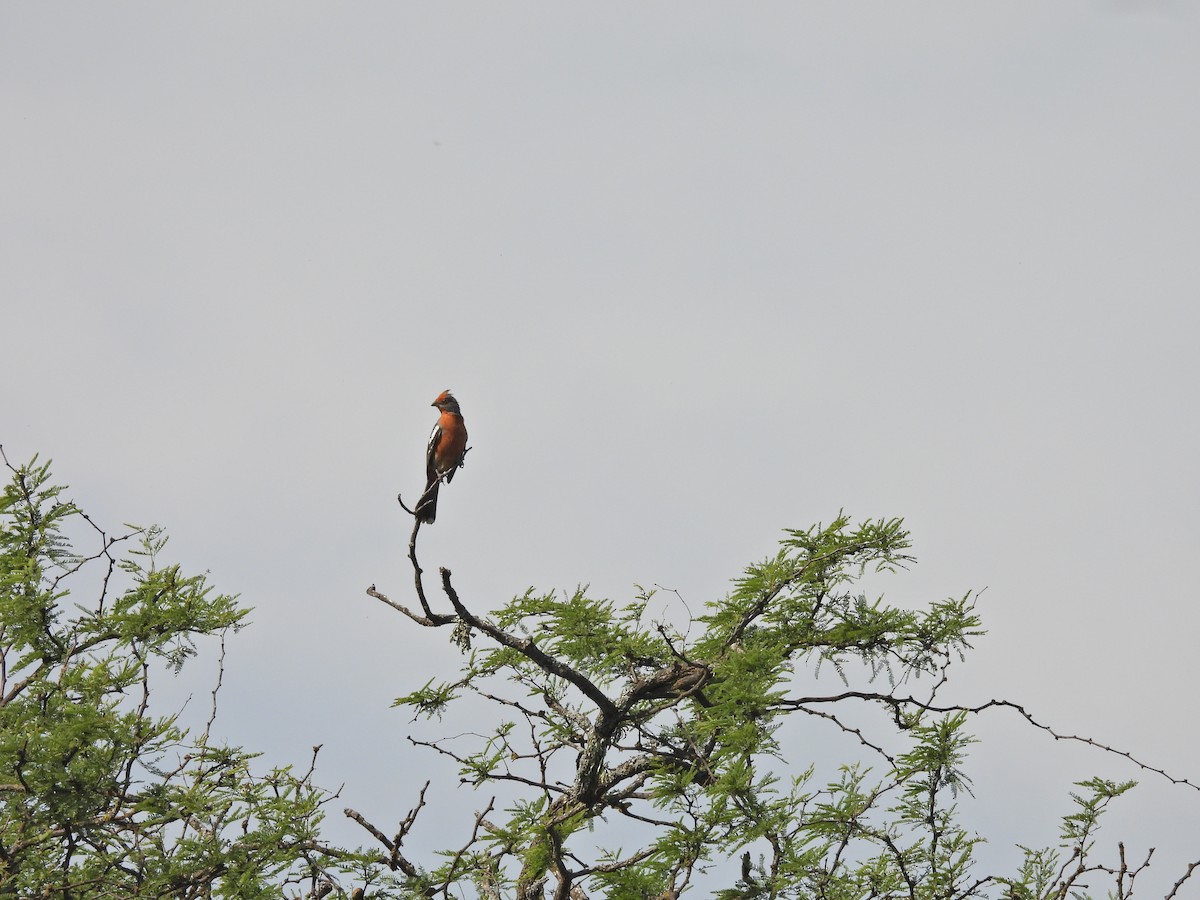 White-tipped Plantcutter - ML646198412