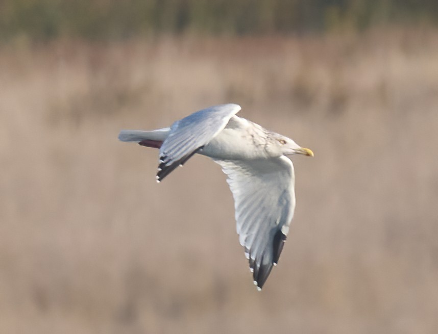 American Herring Gull - ML646198418
