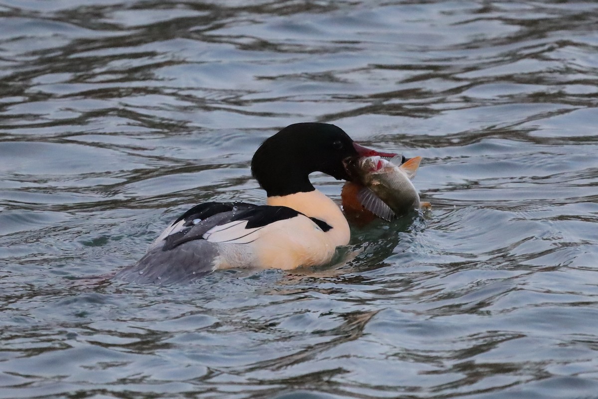 Common Merganser - ML646198419