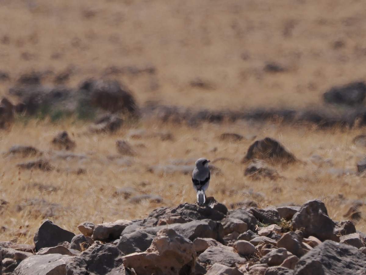 Great Gray Shrike (Steppe) - ML646198432