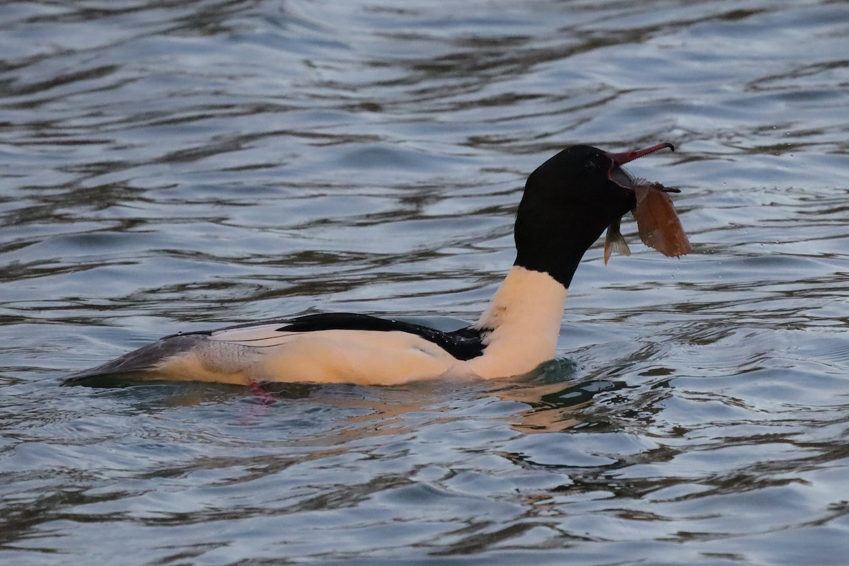 Common Merganser - ML646198435