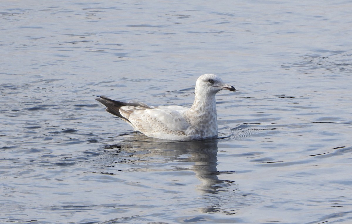 American Herring Gull - ML646198436