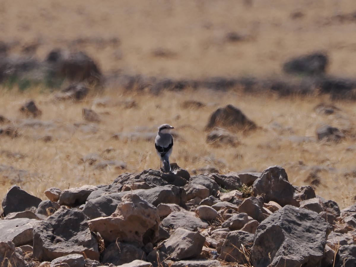 Great Gray Shrike (Steppe) - ML646198437