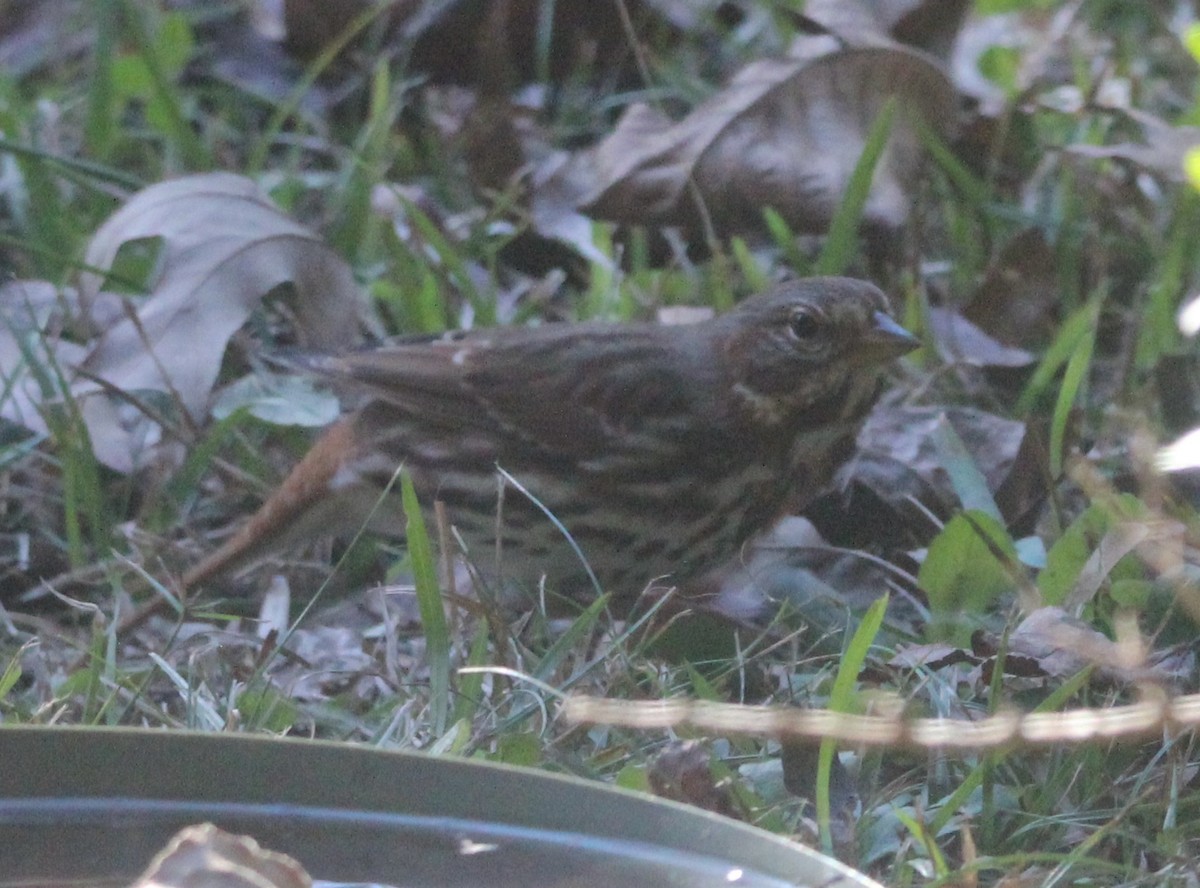 Fox Sparrow - ML646198442