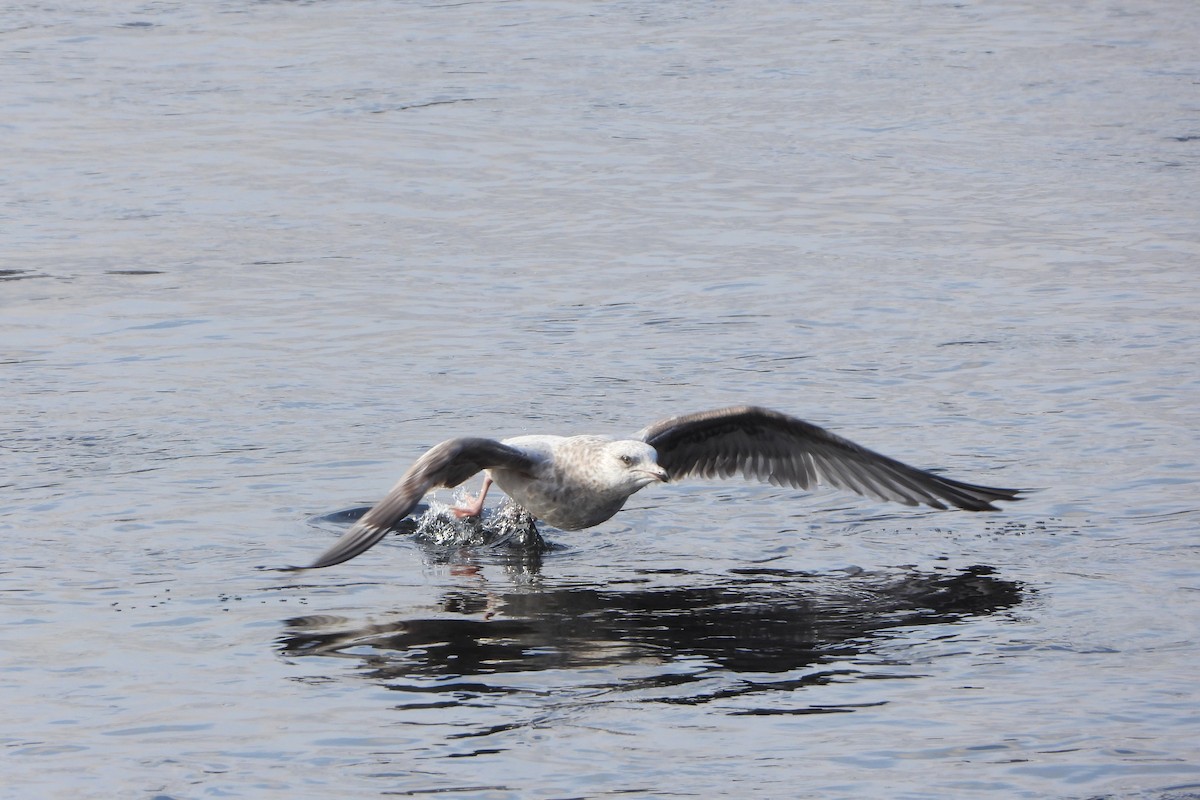 American Herring Gull - ML646198443