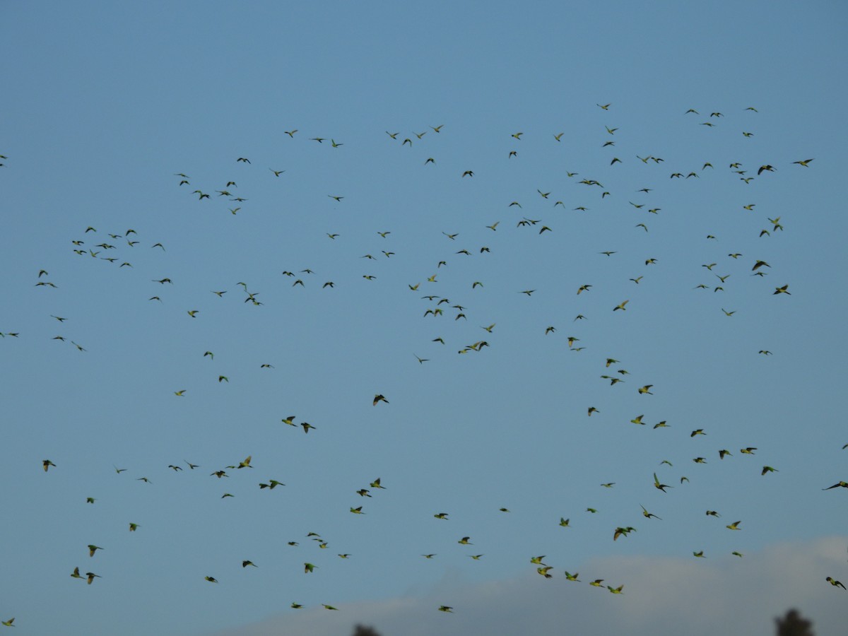 Pacific Parakeet - ML646198448