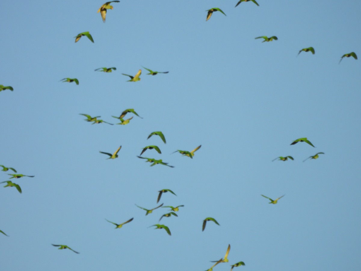Pacific Parakeet - ML646198449