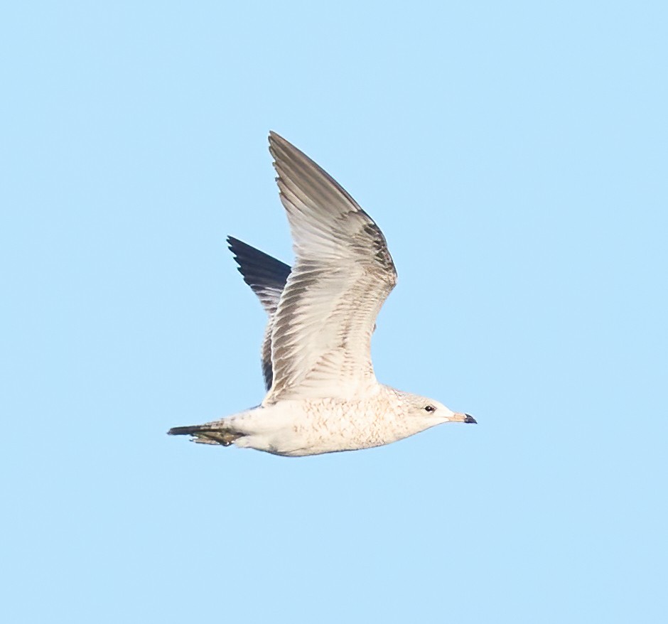 Ring-billed Gull - ML646198452