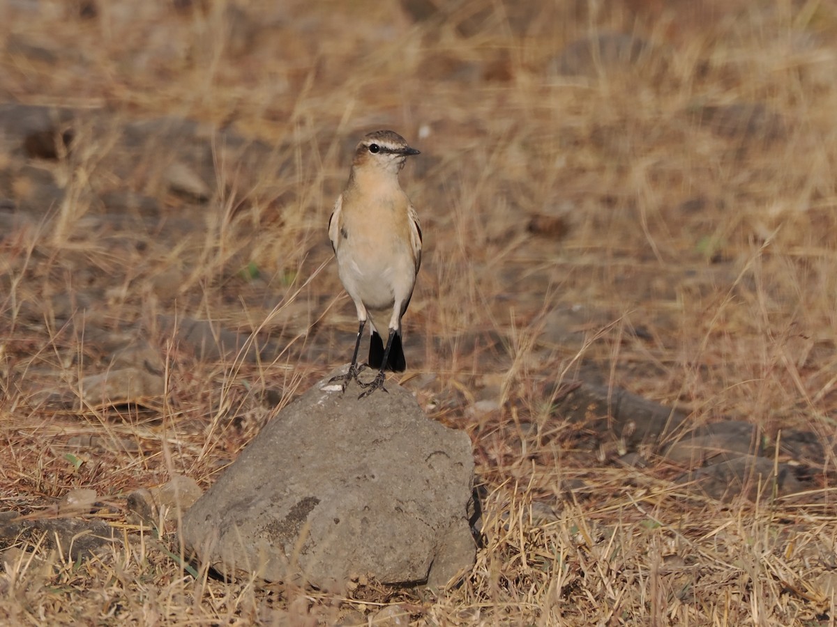 Isabelline Wheatear - ML646198456