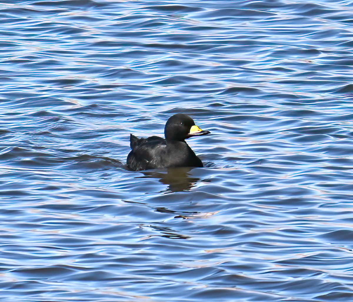 Black Scoter - ML646198457