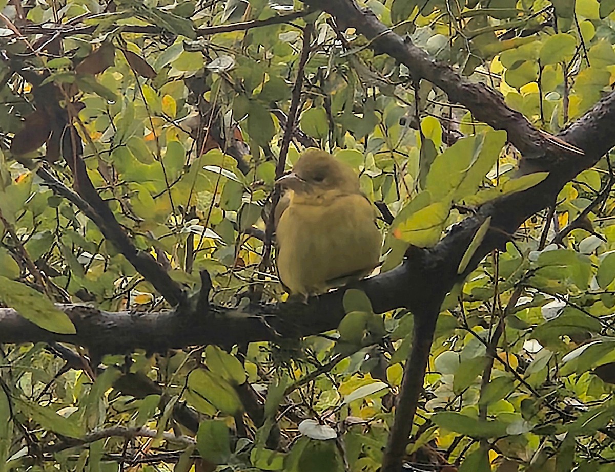 Summer Tanager - ML646198462