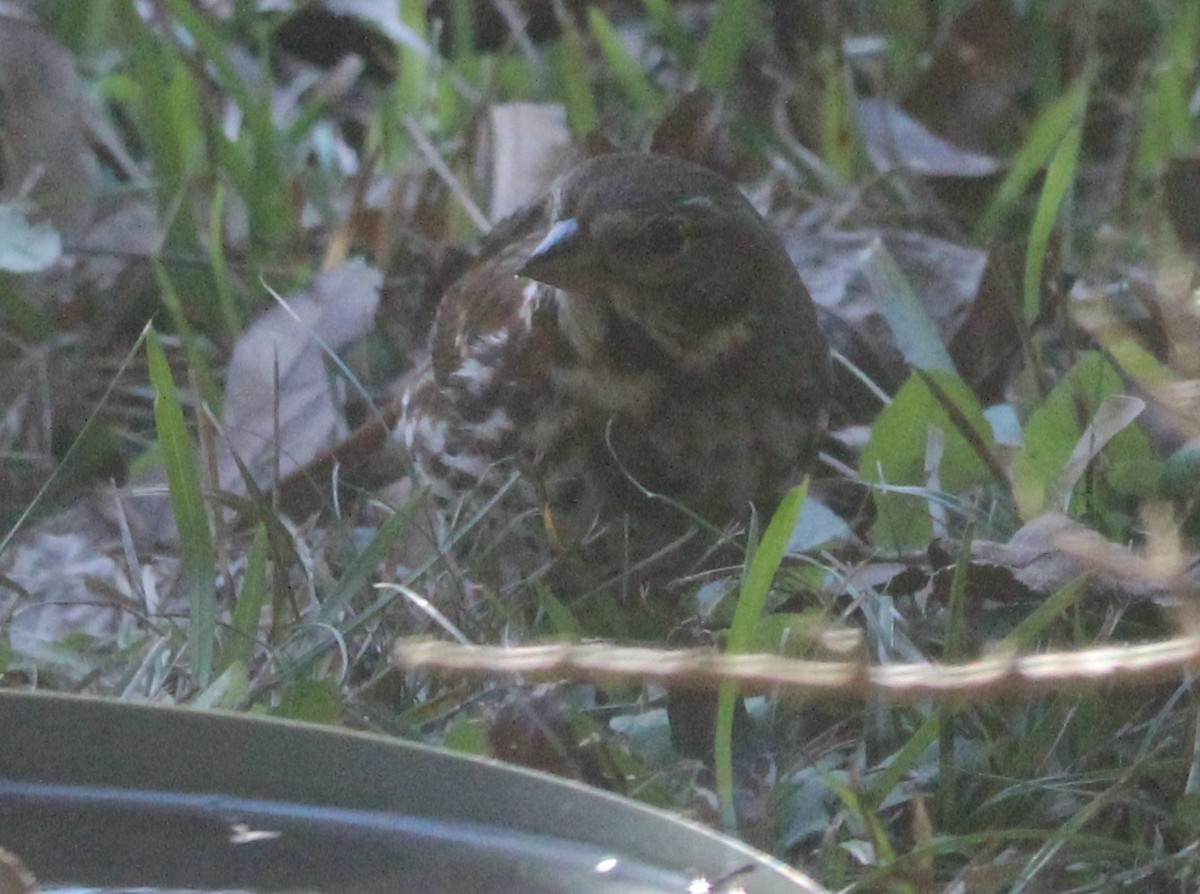 Fox Sparrow - ML646198464