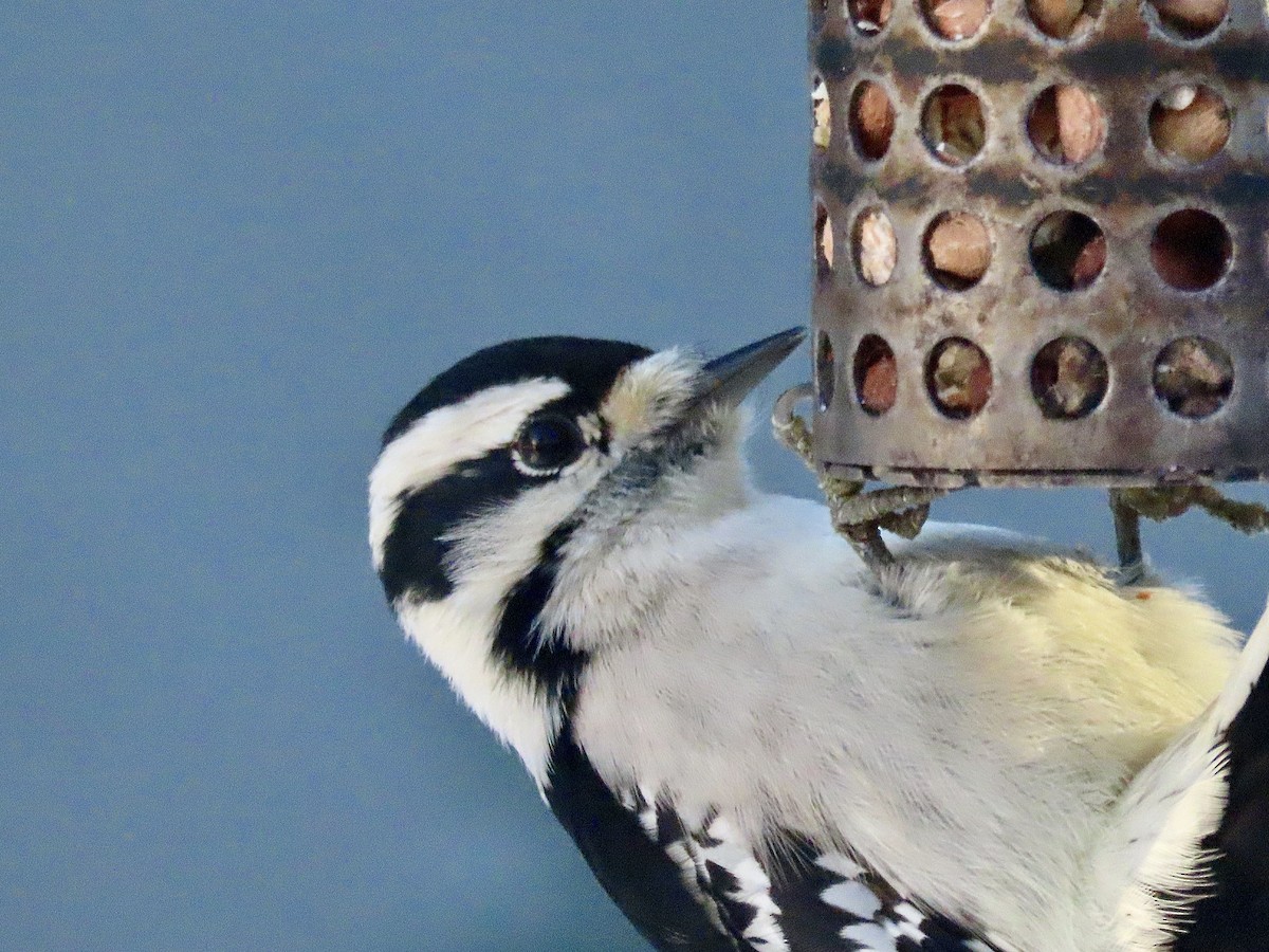 Downy Woodpecker - ML646198466