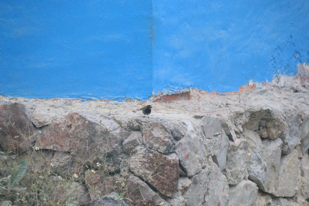 Yellow-faced Grassquit - ML646198471