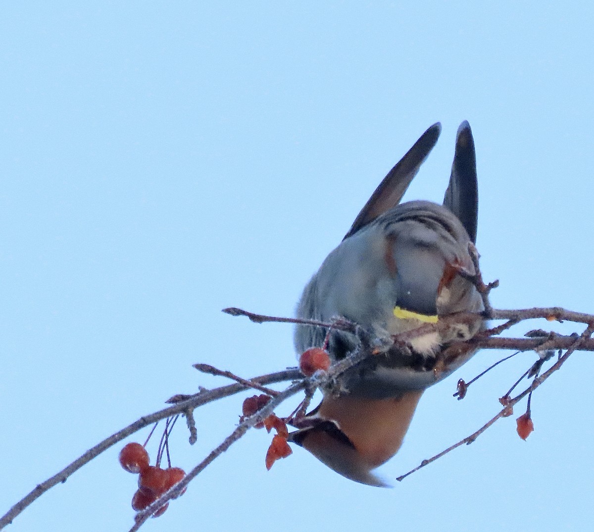 Bohemian Waxwing - ML646198474
