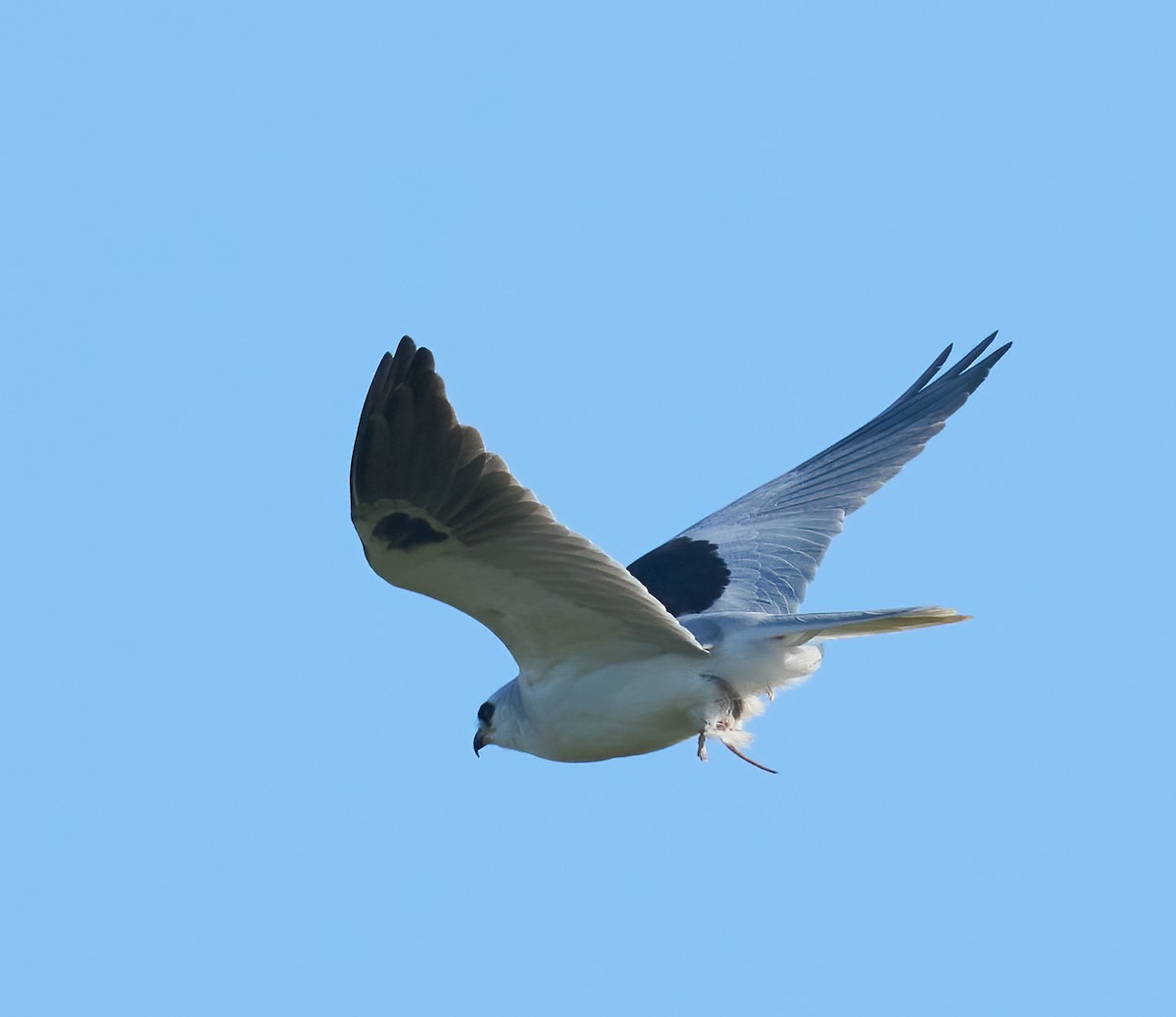 White-tailed Kite - ML646198479