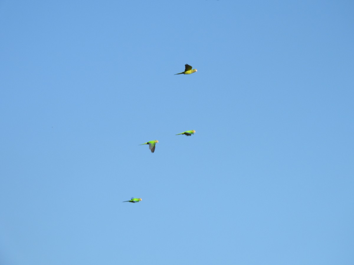 Orange-fronted Parakeet - ML646198480