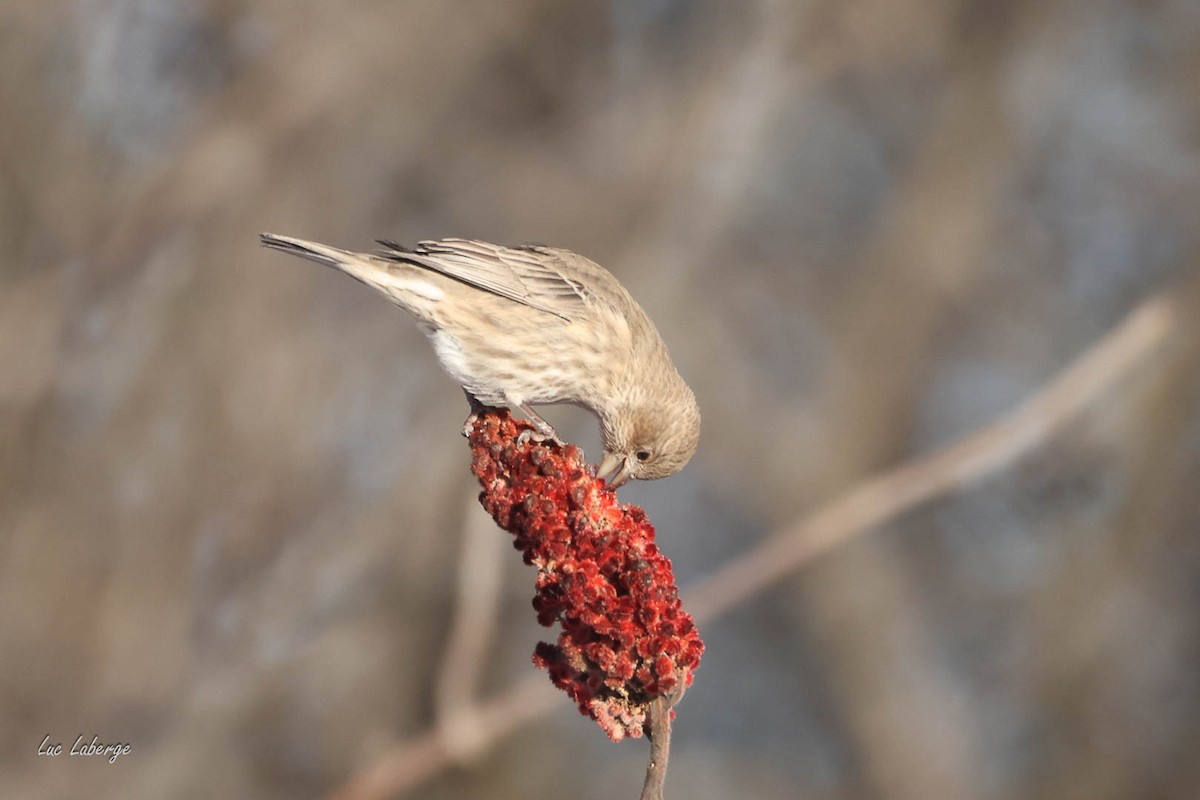 House Finch - ML646198484