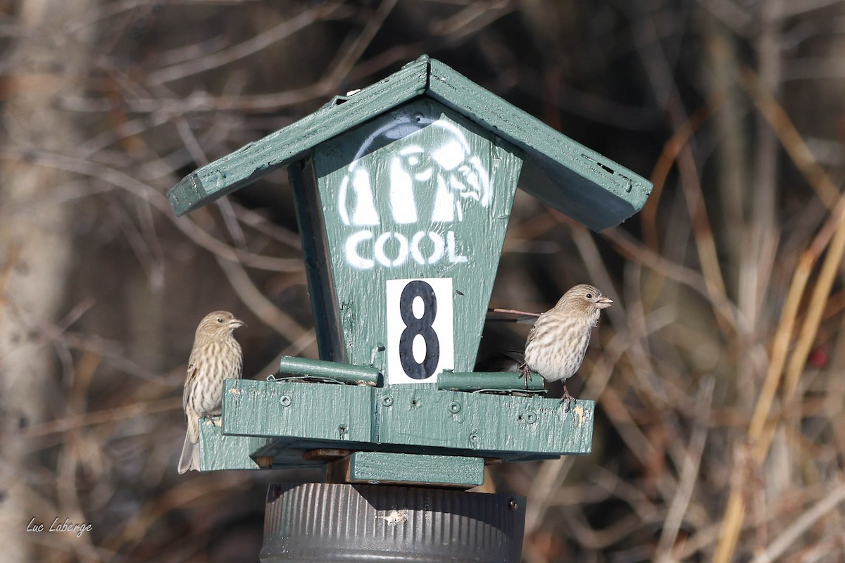 House Finch - ML646198486