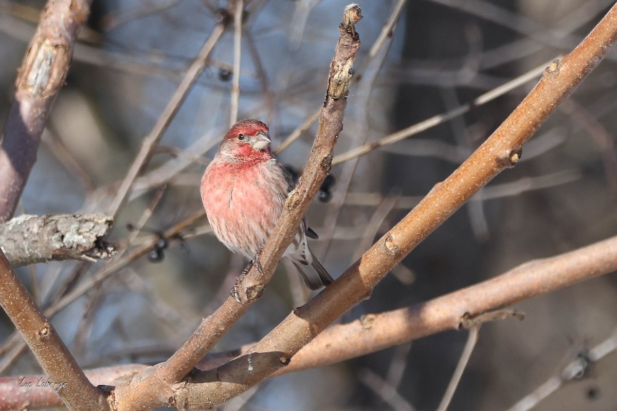 House Finch - ML646198487