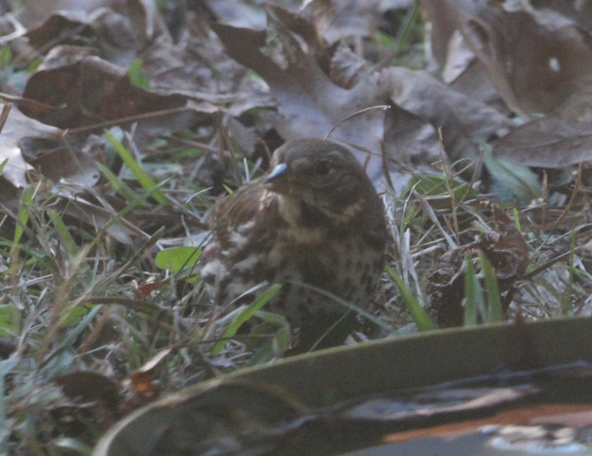 Fox Sparrow - ML646198494