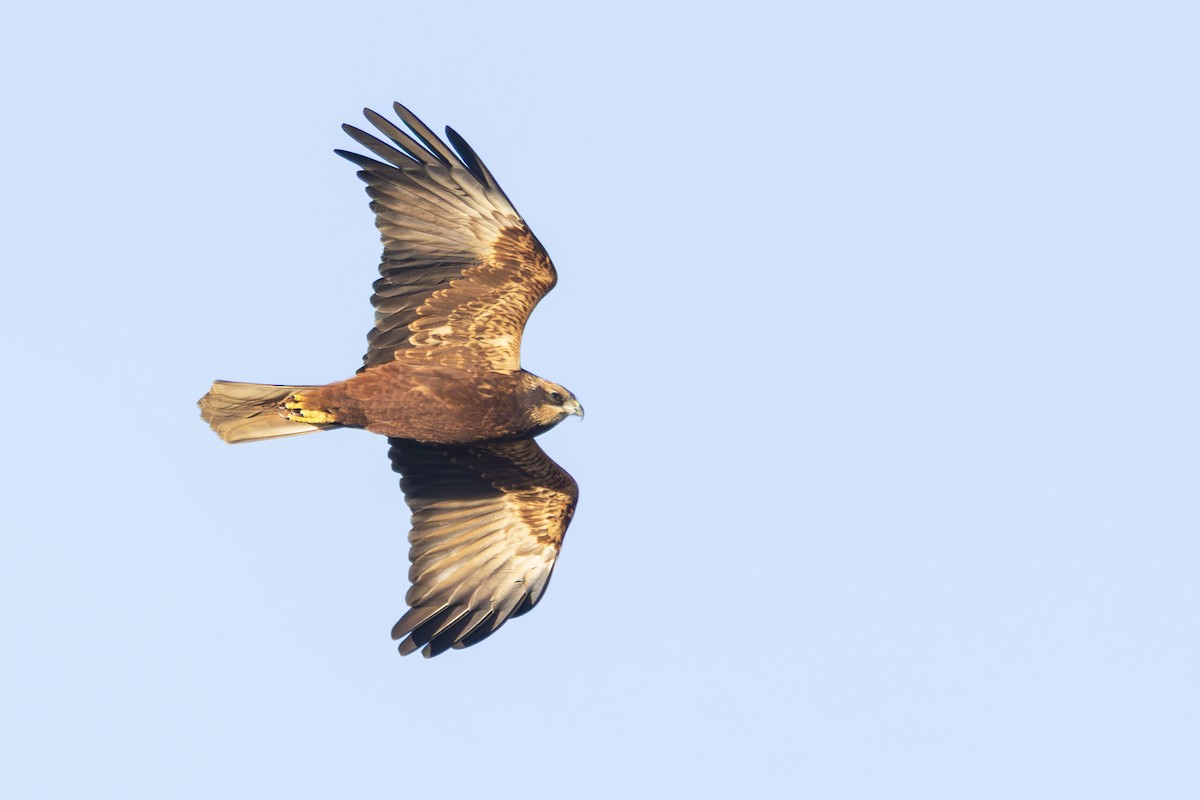Western Marsh Harrier - ML646198497