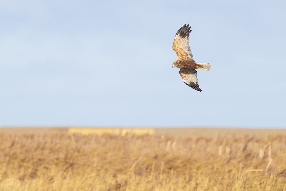 Western Marsh Harrier - ML646198498