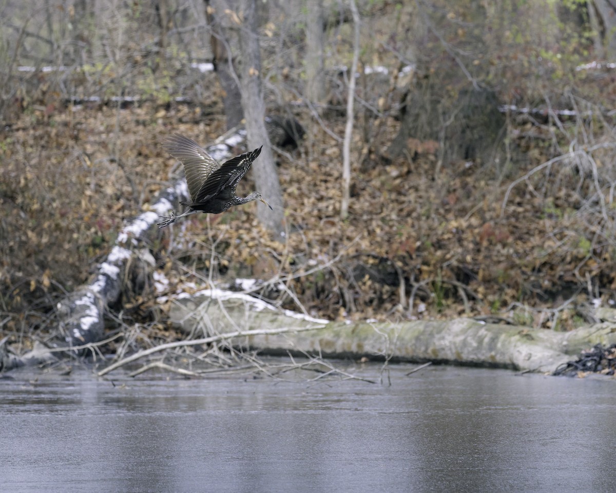 ツルモドキ - ML646198508