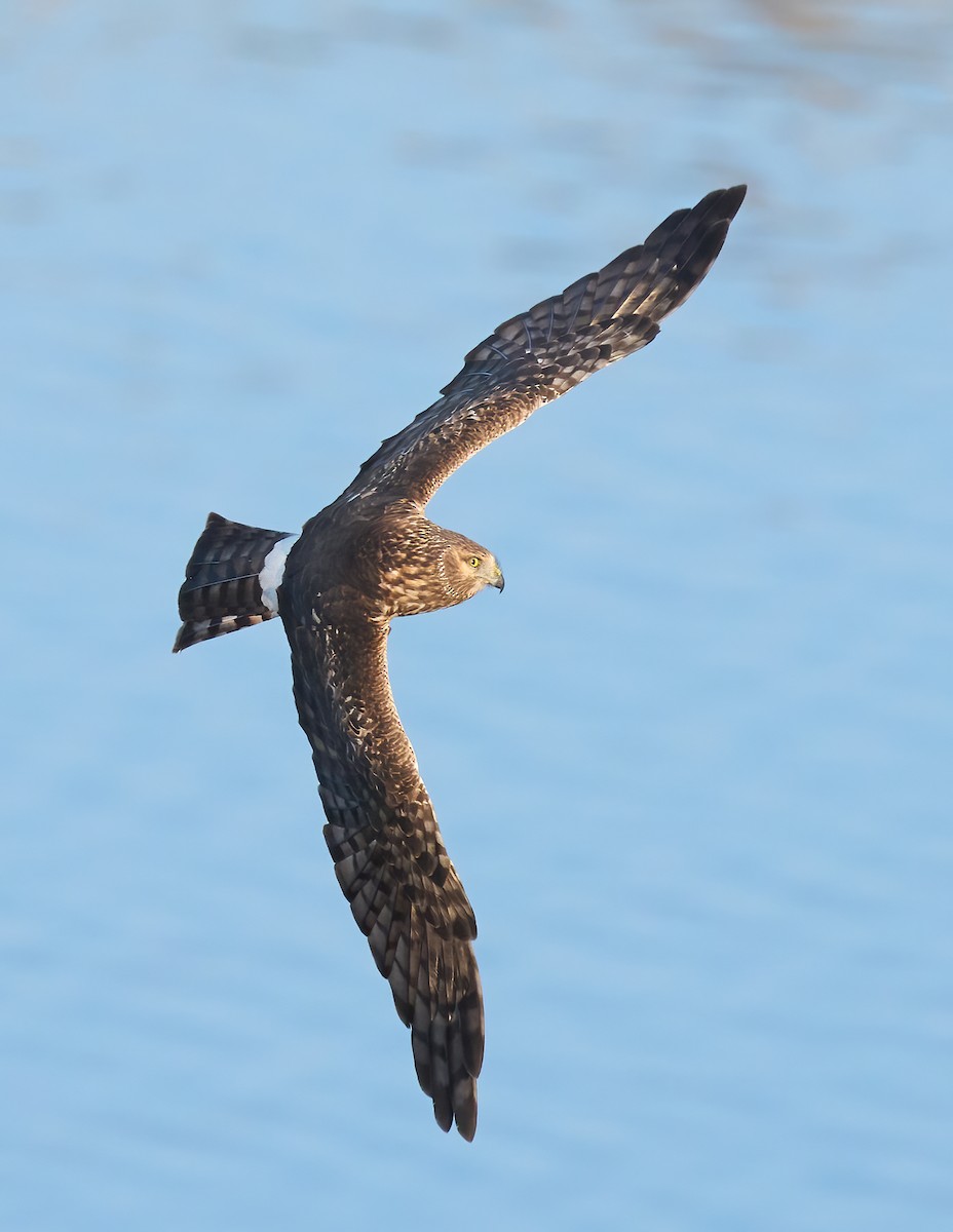 Northern Harrier - ML646198509