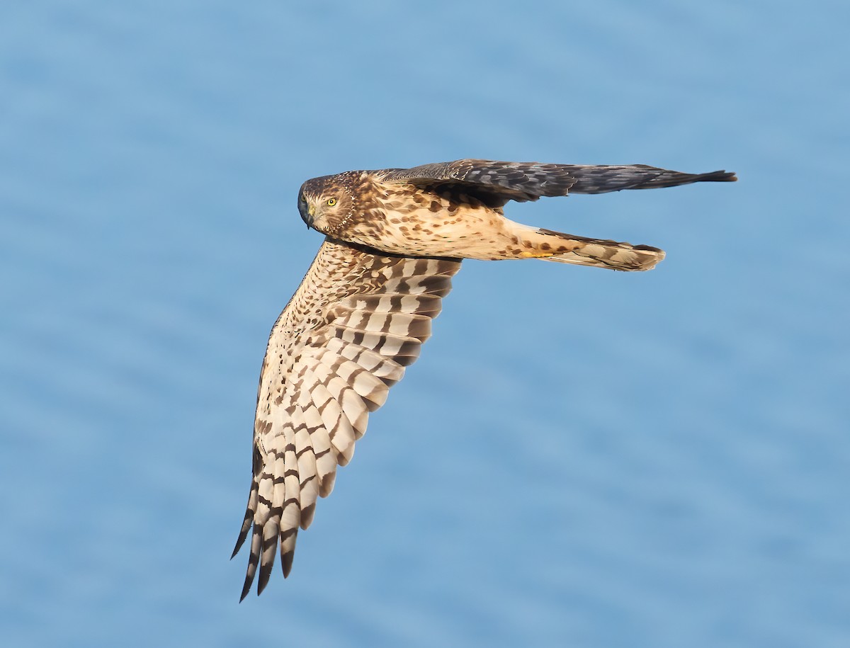 Northern Harrier - ML646198510
