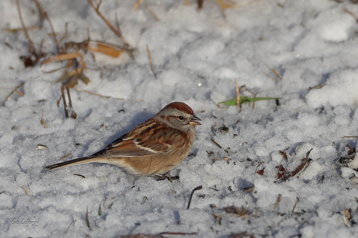 American Tree Sparrow - ML646198521