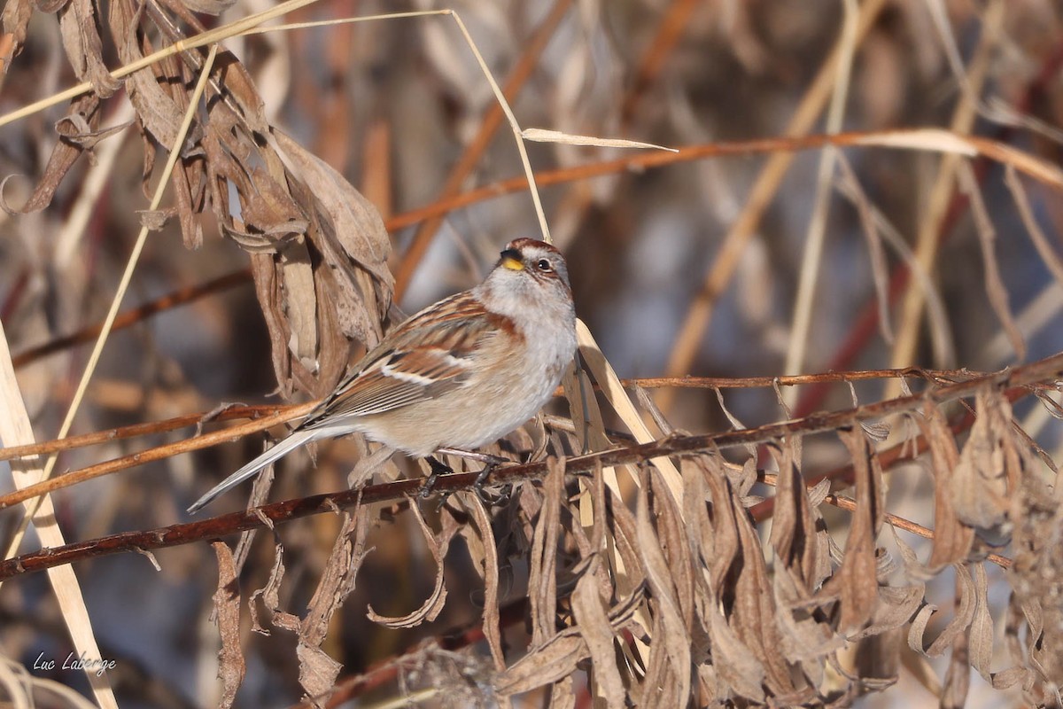 American Tree Sparrow - ML646198522