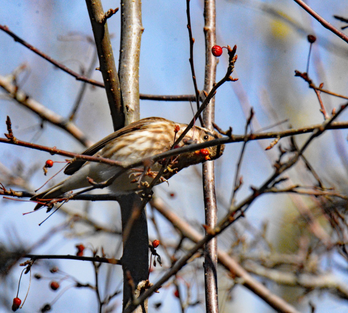 Purple Finch (Eastern) - ML646198523