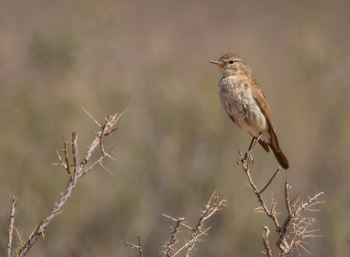 Spot-billed Ground-Tyrant - ML646198534
