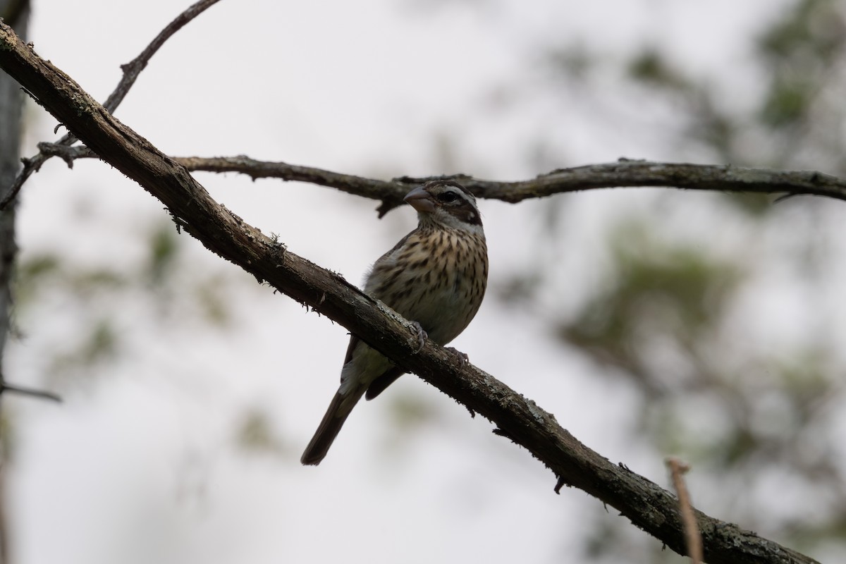 dlaskovec růžovoprsý - ML646198535