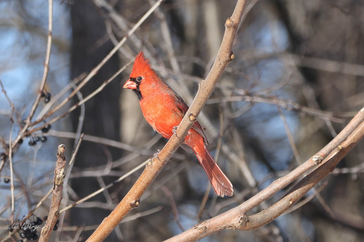 Northern Cardinal - ML646198536