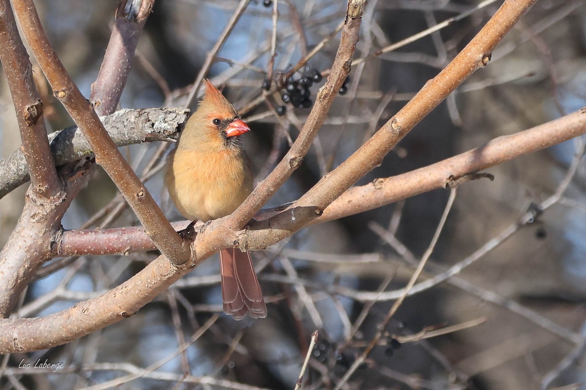 Northern Cardinal - ML646198537