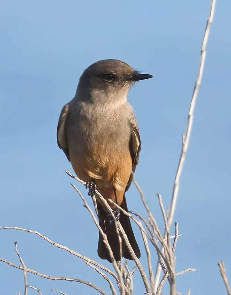 Say's Phoebe - ML646198538