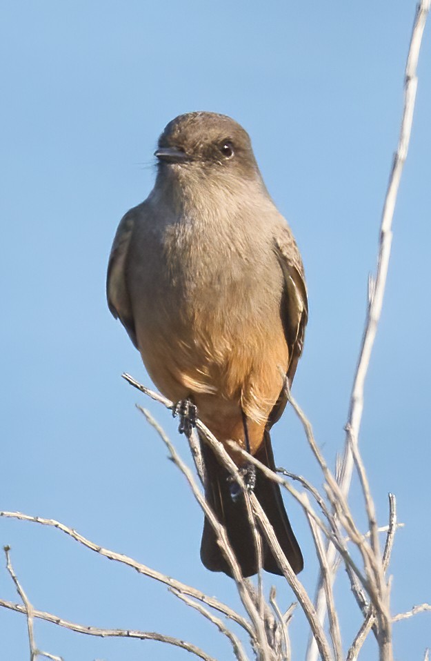 Say's Phoebe - ML646198539