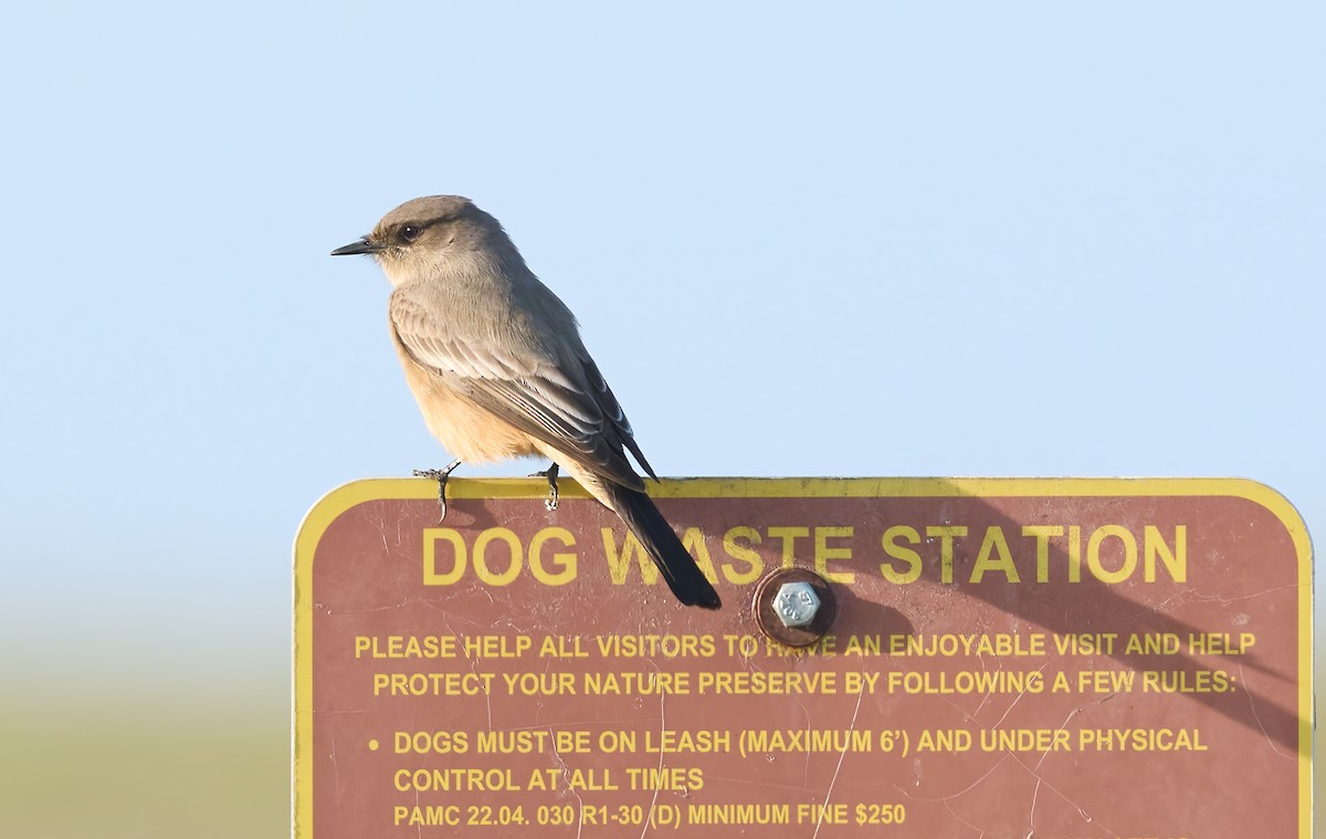 Say's Phoebe - ML646198540