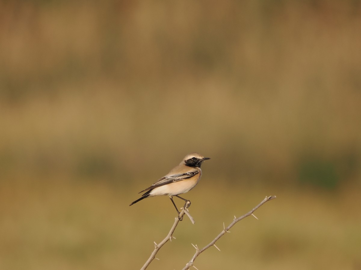 Desert Wheatear - ML646198541