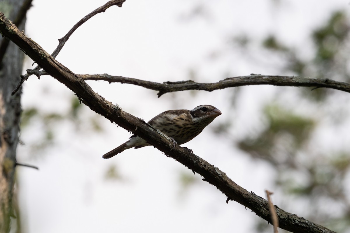 dlaskovec růžovoprsý - ML646198542