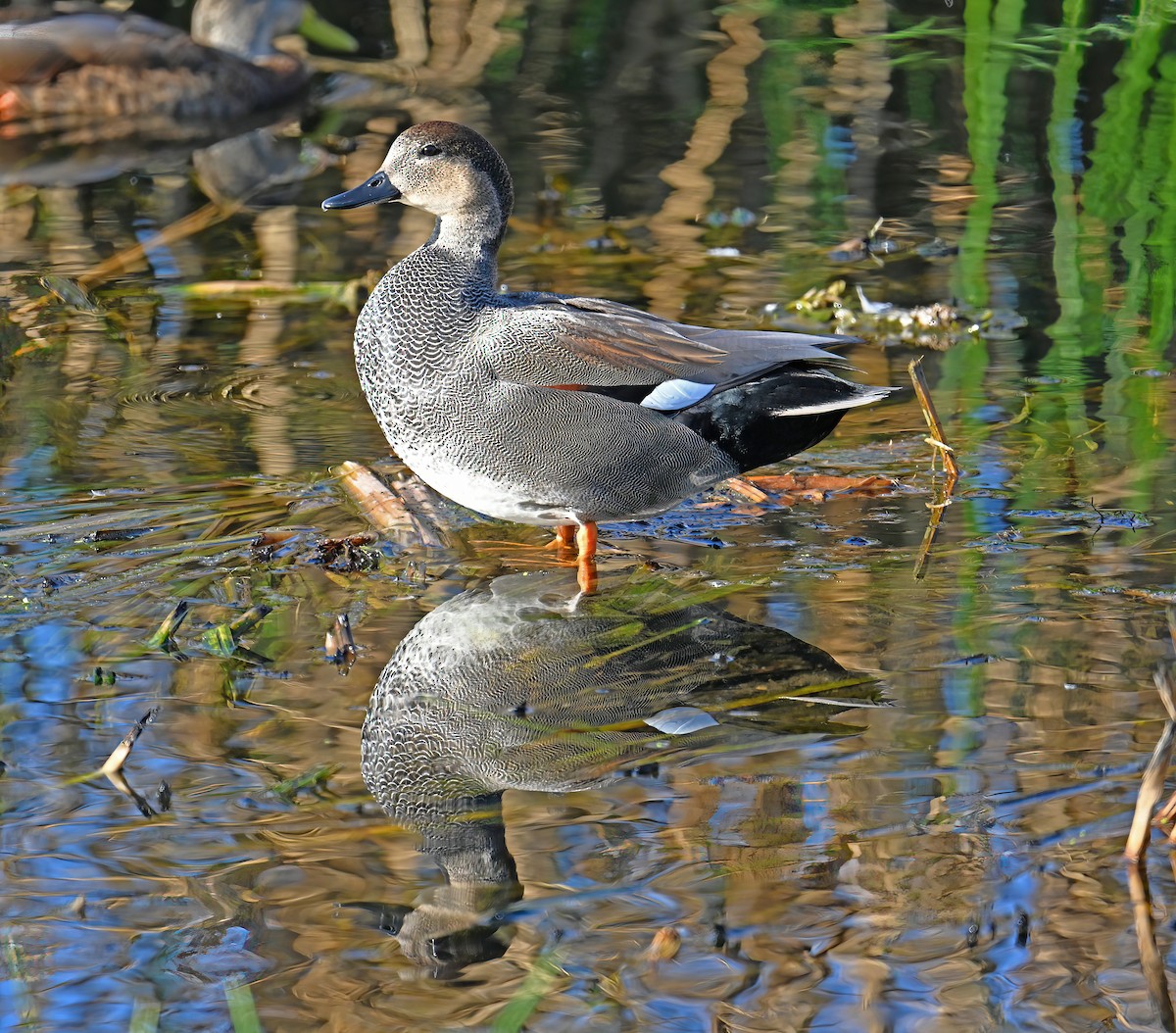 Ipar-ahatea - ML646198543