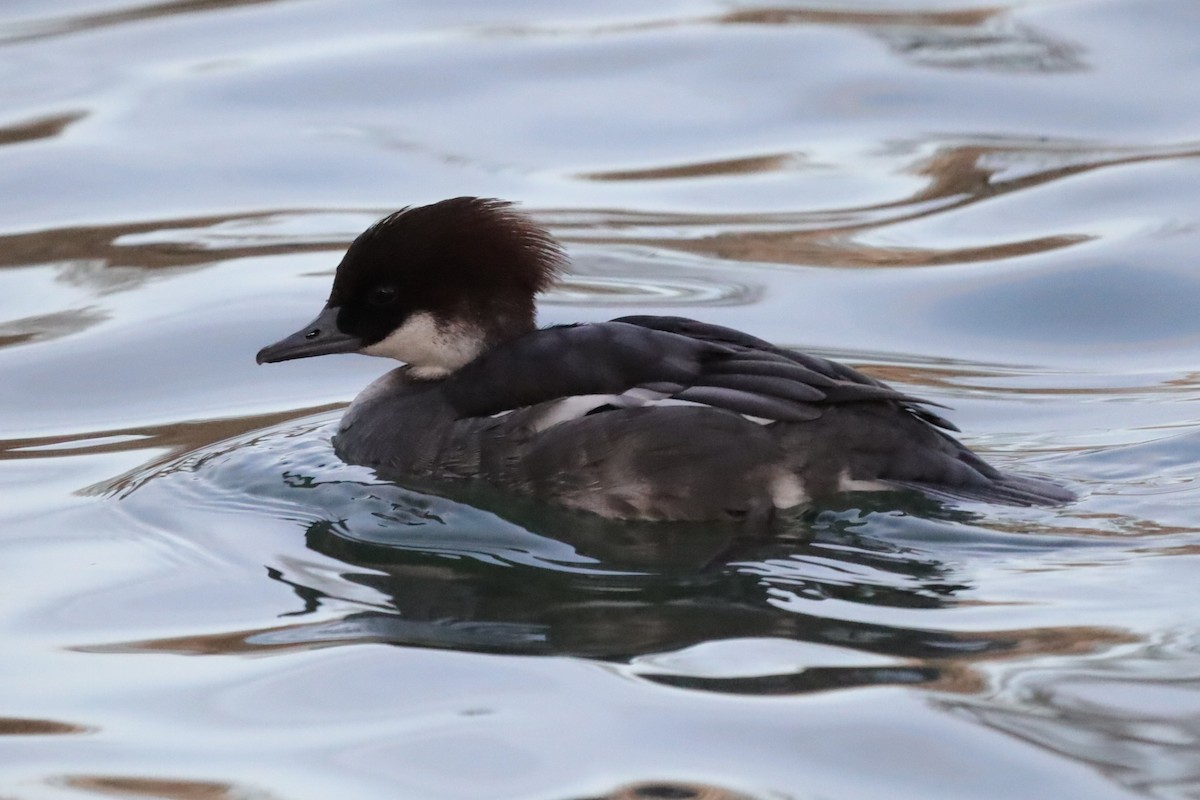 מרגון גמדי - ML646198551