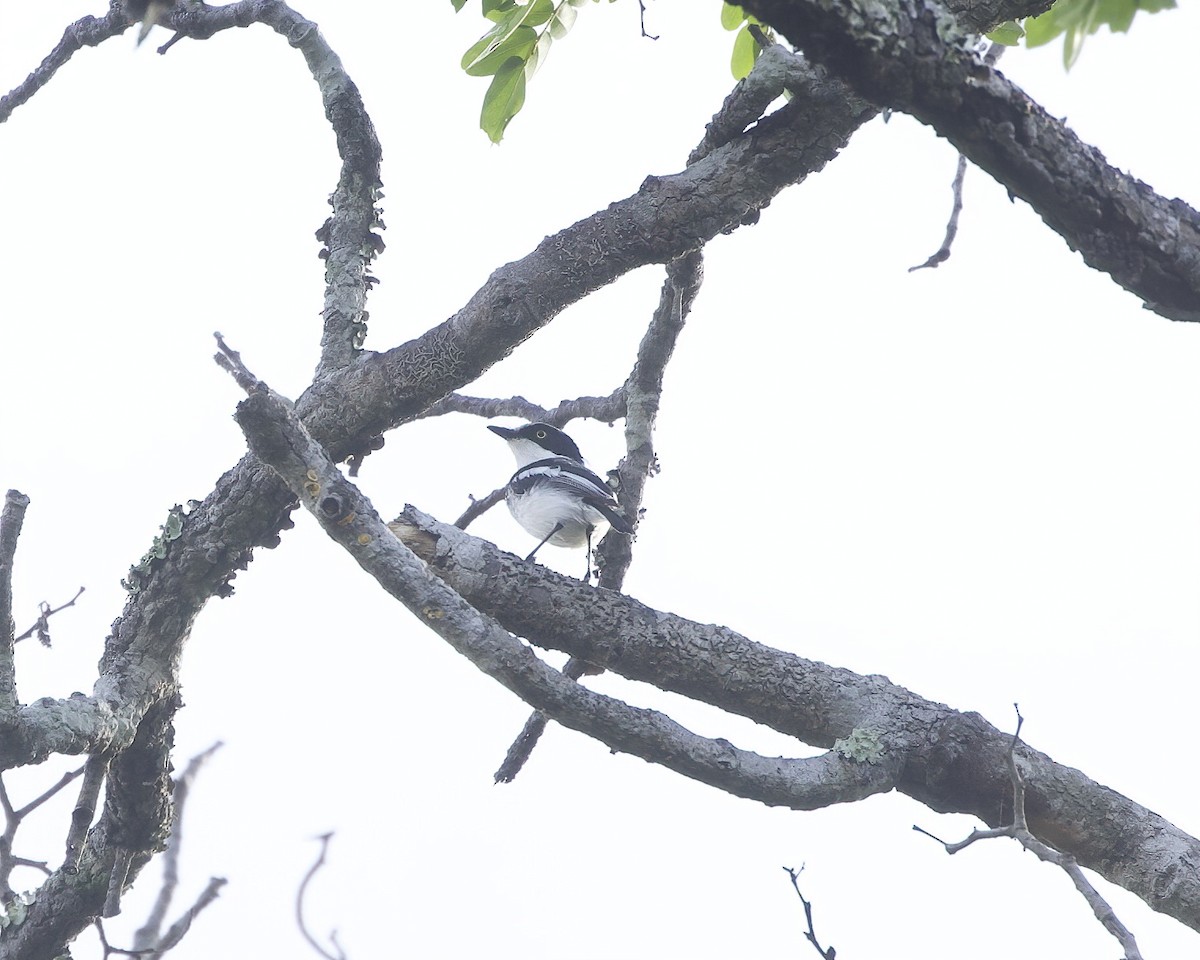 Pale Batis - ML646198552