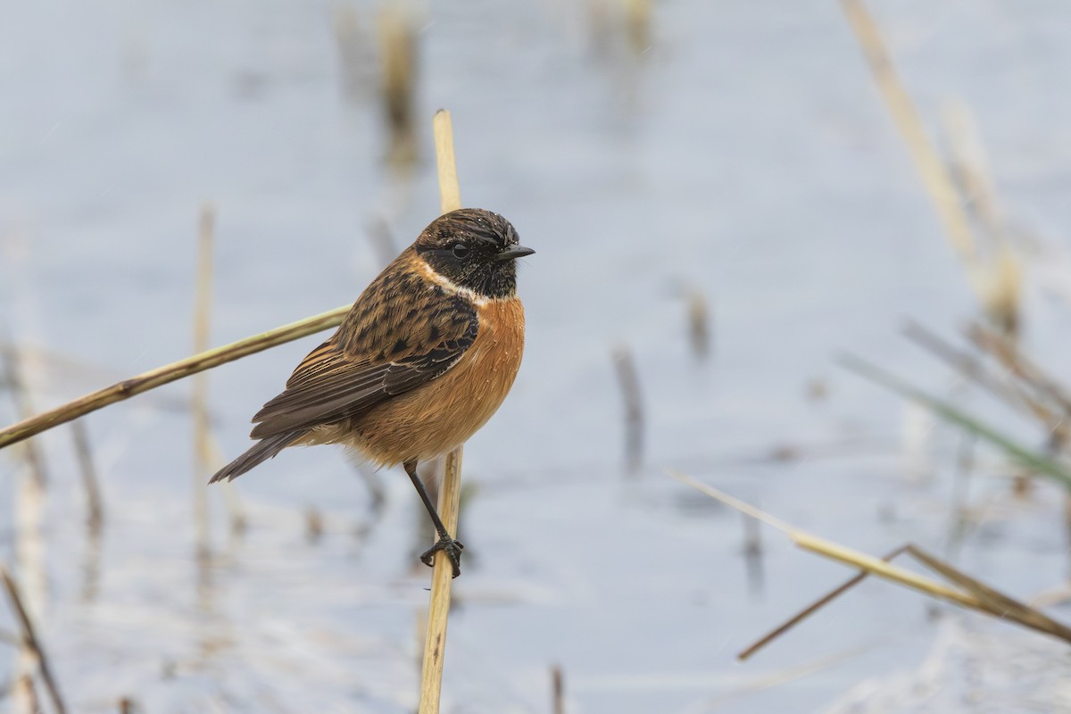 European Stonechat - ML646198554